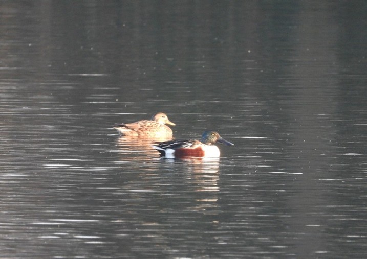Slobeend (Groene Jonker). Foto van Jikke Lont.